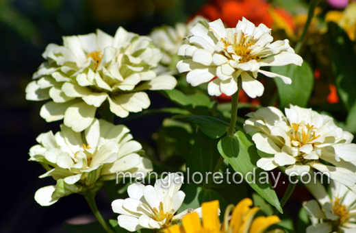 Flower show in Kadri park